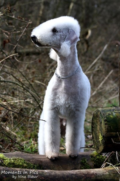 2010-04-02 Airis Blue Volshebny Svet (9).JPG